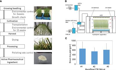 MucoRice-CTB line 19A, a new marker-free transgenic rice-based cholera vaccine produced in an LED-based hydroponic system